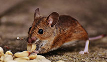 24 Hour & Emergency Exterminators in Forest City, FL